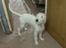 Bedlington Terrier cross whippet