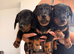 Standard dachshund x miniature