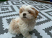 5 month old male malshi