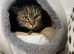 Spayed Cat