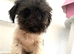 Stunning Jackapoo cross puppies
