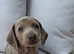 Beautiful Miniature Dachshund Puppies