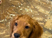 Fully vaccinated Cocker spaniel pups