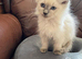 Stunning Ragdoll × Siberian Kittens