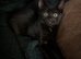 Fermale kittens