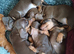BEAUTIFUL DACHSHUND BABIES