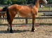 Welsh d yearling filly