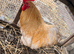 Male bantam