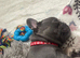 Meet our gorgeous female French bulldogs