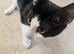 Blk/white female kitten ready to go to forever home