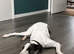 Handsome lurcher available for stud