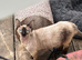 Female bambino cat