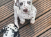 Beautiful litter of Dalmatian’s look