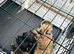 Full border terrier pups