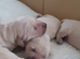 Golden retrievers pupies kc reg