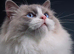 Ragdoll Kittens (GCCF REGISTERED AND FULLY HEALTH TESTED)