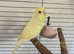 Young buttercup budgies male and females