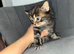 Kittens for sale