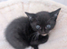 Beautiful kittens for sale