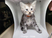 Maine Coon Kittens Ready Now