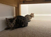 2 bengal x