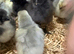 Chicks for sale