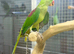 Alexandrine parrot