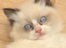Fluffy Ragdoll kittens