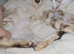Exquisite Pedigree Bengal Kittens Due in Approximately 9 Weeks