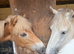 6yo Grey Cob Mare