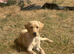 Female Labrador puppy