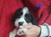Shih Tzu cross Bassett puppys