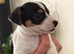 Jack Russell Poppy girl