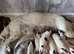 Miggers pups