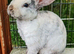 Mini plush lop x mini rex. 2 baby girls ready now