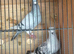 6 pairs of Syrian pigeons for sale