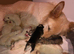 3 beautiful puppies.