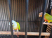 Breeding pair of conures