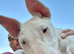 Girl English bull terrier