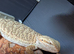 Baby beared dragons