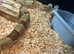 Boa for rehoming