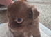 Have one beautiful only little girl available