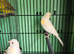 1 pair yellow dimorphic canaries ea