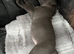 Cane Corso Puppies – 3 Females & 1Males