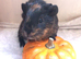 Female baby guinea pig