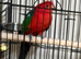 Baby King parrots Glasgow
