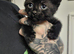 1 Female black kitten ready to leave next friday