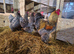 Brahma breeding group