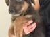 German shepherd puppies