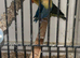 Pair of love birds